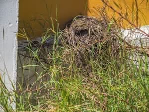 A small, intricately woven bird nest removal made of dry grass and twigs tucked into a corner of a white and yellow wall, partially hidden by tall green grass and thorny vines in Christoffel National Park.