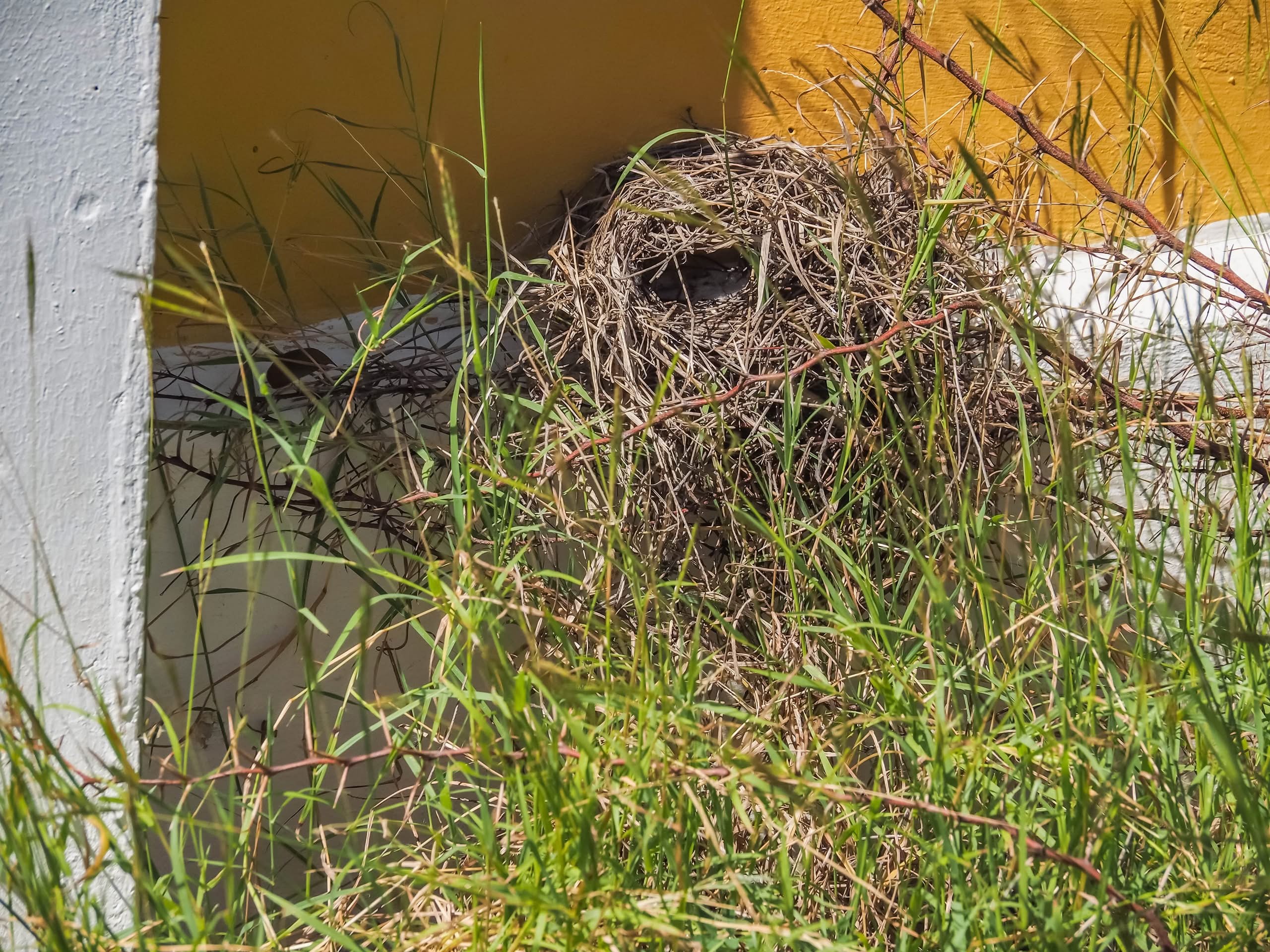 Bird nest removal from dryer vent in The Villages FL 1 A small, intricately woven bird's nest made of dry grass and twigs tucked into a corner of a white and yellow wall, partially hidden by tall green grass and thorny vines in Christoffel National Park.